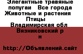 Элегантные травяные попугаи - Все города Животные и растения » Птицы   . Владимирская обл.,Вязниковский р-н